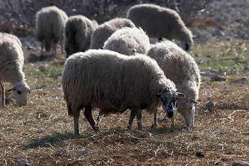 Image showing Sheeps