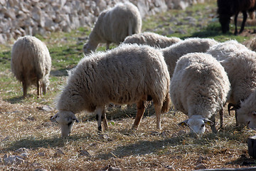 Image showing Sheeps