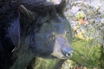 Image showing Bear