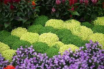 Image showing flowers in garden