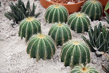 Image showing Cactus