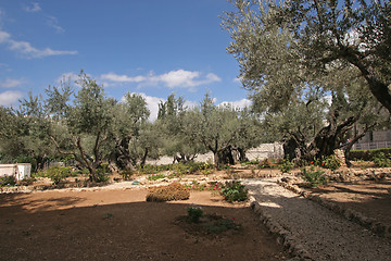 Image showing Jerusalem-Garden of Gethsemane