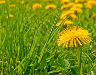 Image showing Dandelions