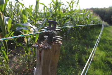 Image showing plant fence