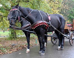 Image showing coal black horses