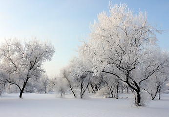 Image showing park at winter