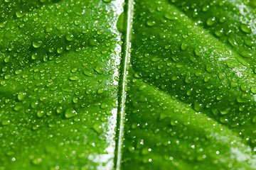 Image showing wet green leaf