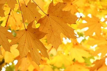 Image showing autumnal foliage