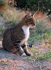 Image showing cat