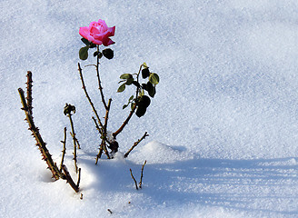 Image showing rose in snow