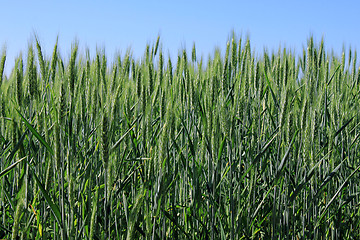 Image showing wheat field