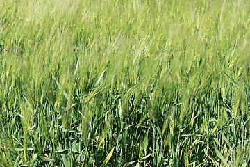 Image showing wheat field