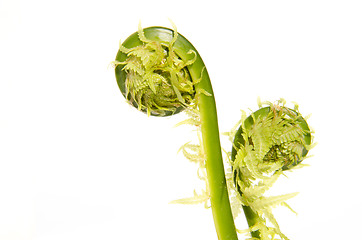 Image showing Fern macro closeup isolated on white background.