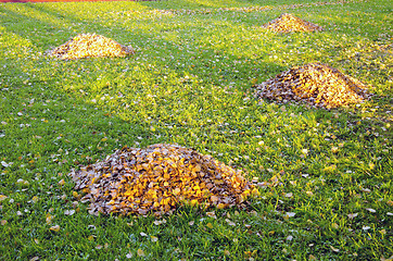 Image showing Raken leaves piles in autumn yard. Garden cleaning