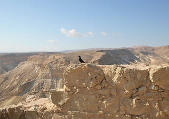 Image showing Bird in the Masada fortress in Israel