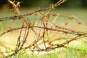 Image showing Barbed wire over green grass
