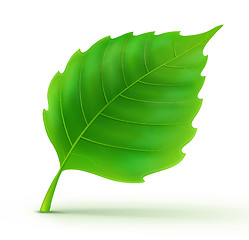 Image showing Cool green leaf
