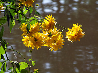 Image showing Yellow flowers by the lake