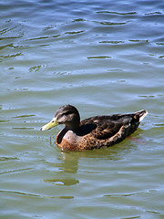 Image showing Mallard on the lake