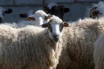 Image showing Sheep