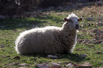 Image showing Sheep