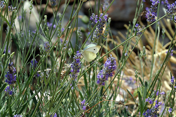 Image showing White butterfly feeding on blue flowers