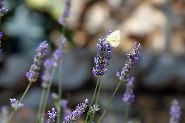 Image showing White butterfly feeding on blue flowers