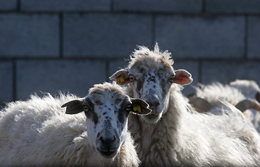 Image showing Sheeps