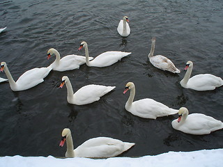 Image showing Swans