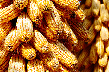 Image showing Background of corn cobs