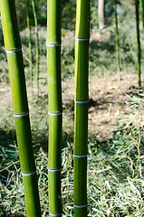 Image showing Bamboo