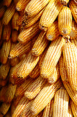 Image showing Background of corn cobs