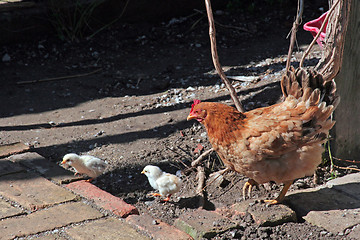 Image showing Chicken feed their young chicks