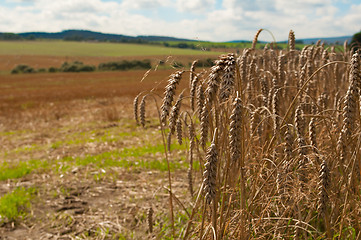 Image showing Wheat