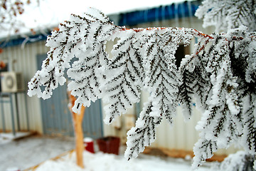 Image showing Thuja covered with frost.