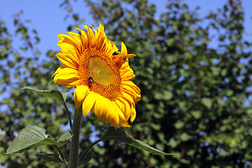 Image showing sunflower 