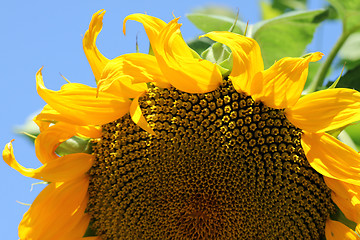 Image showing sunflower