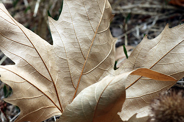 Image showing dry maple leaf 