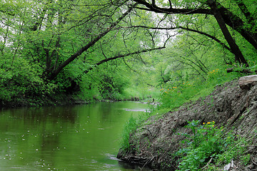 Image showing river in forest