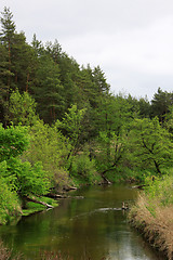 Image showing forest near a river