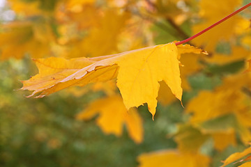Image showing yellow maple leaf