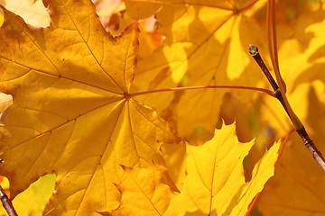 Image showing maple tree