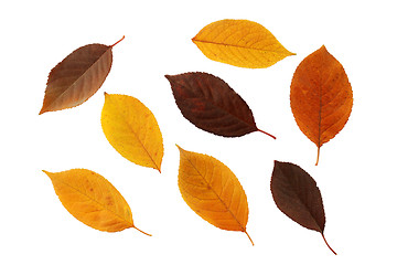 Image showing set of autumnal leaves