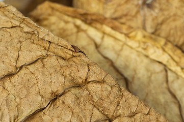 Image showing Dried tobacco leaves