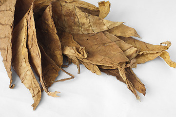 Image showing Dried tobacco leaves