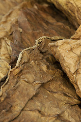 Image showing Dried tobacco leaves