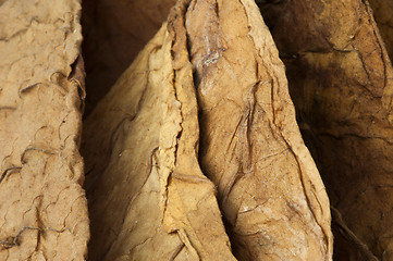 Image showing Dried tobacco leaves