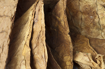 Image showing Dried tobacco leaves