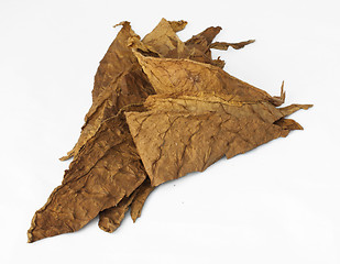 Image showing Dried tobacco leaves