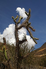 Image showing Cactus in Peru